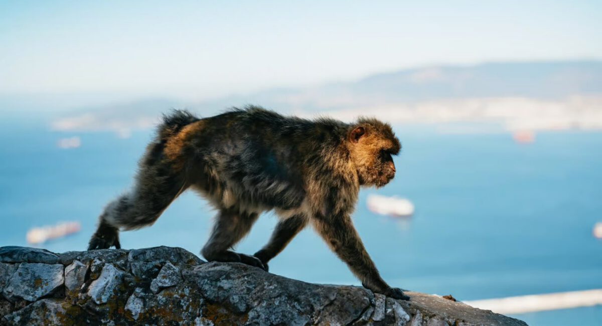 monkey in Gibraltar