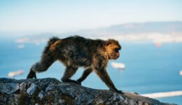 monkey in Gibraltar