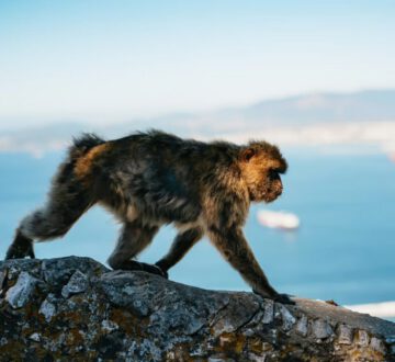 monkey in Gibraltar